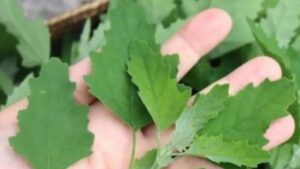 Chenopodium Album (quarti di agnello): le sue proprietà medicinali