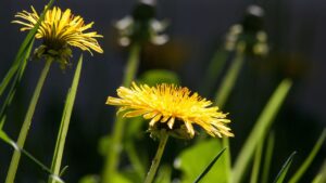 Radice di tarassaco, un vero e proprio tesoro della natura per la nostra salute