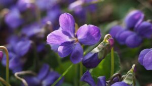 La ricetta dello sciroppo di violette e miele, senza zuccheri aggiunti: addio tosse, mal di gola e problemi respiratori