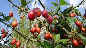 Tamarillo o albero dei pomodori: segreti e benefici di questa pianta dai frutti rossi