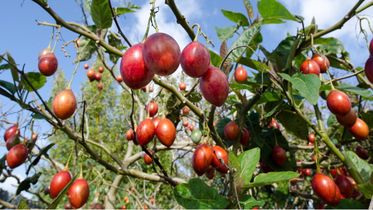 Tamarillo