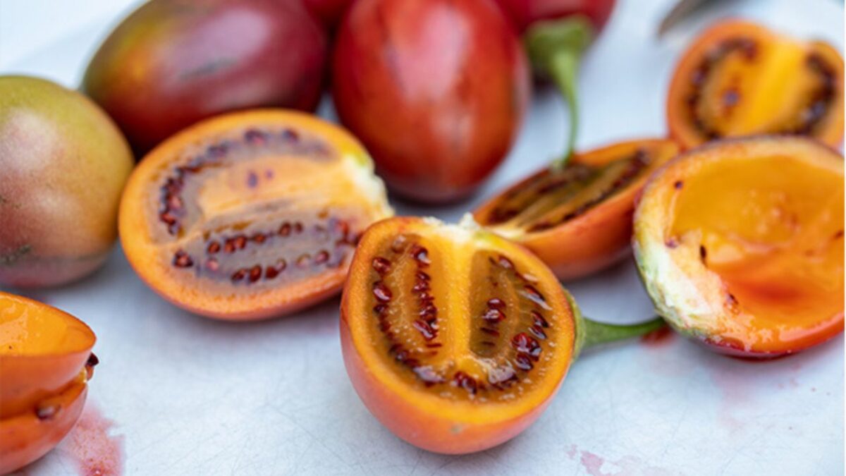 Tamarillo O Albero Dei Pomodori Segreti E Benefici Di Questa Pianta Tamarillo O Albero Dei Pomodori Segreti E Benefici Di Questa Pianta