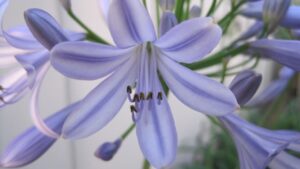 Agapanto: storia e cura della pianta dagli inconfondibili fiori blu