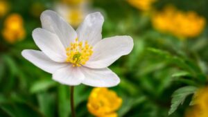 Anemone: fioritura, cura e curiosità sul fiore del vento