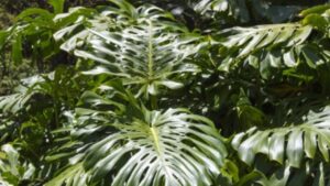 Filodendro: alcuni consigli per la cura della pianta tropicale che purificagli ambienti