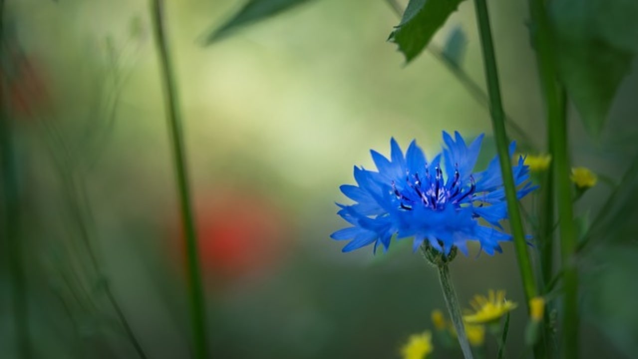 Le caratteristiche del Fiordaliso