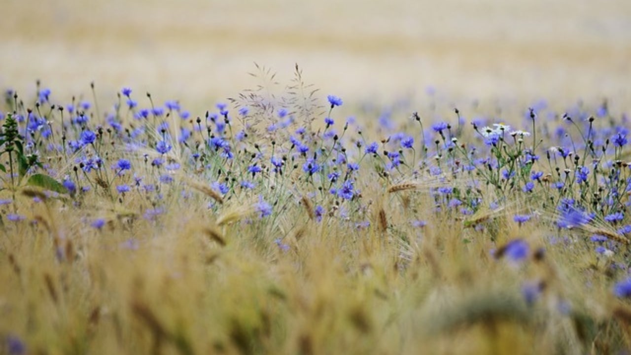 Gli usi del Fiordaliso