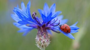 Fiordaliso: il fiore blu dalle proprietà magiche