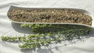 L’Isoppo, la pianta aromatica a forma di freccia: tradizioni e benefici