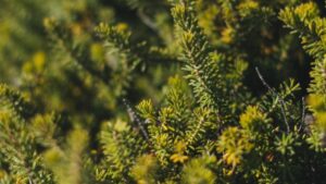 Conosciamo il Larice: tutte le proprietà dell’albero dalle foglie dorate