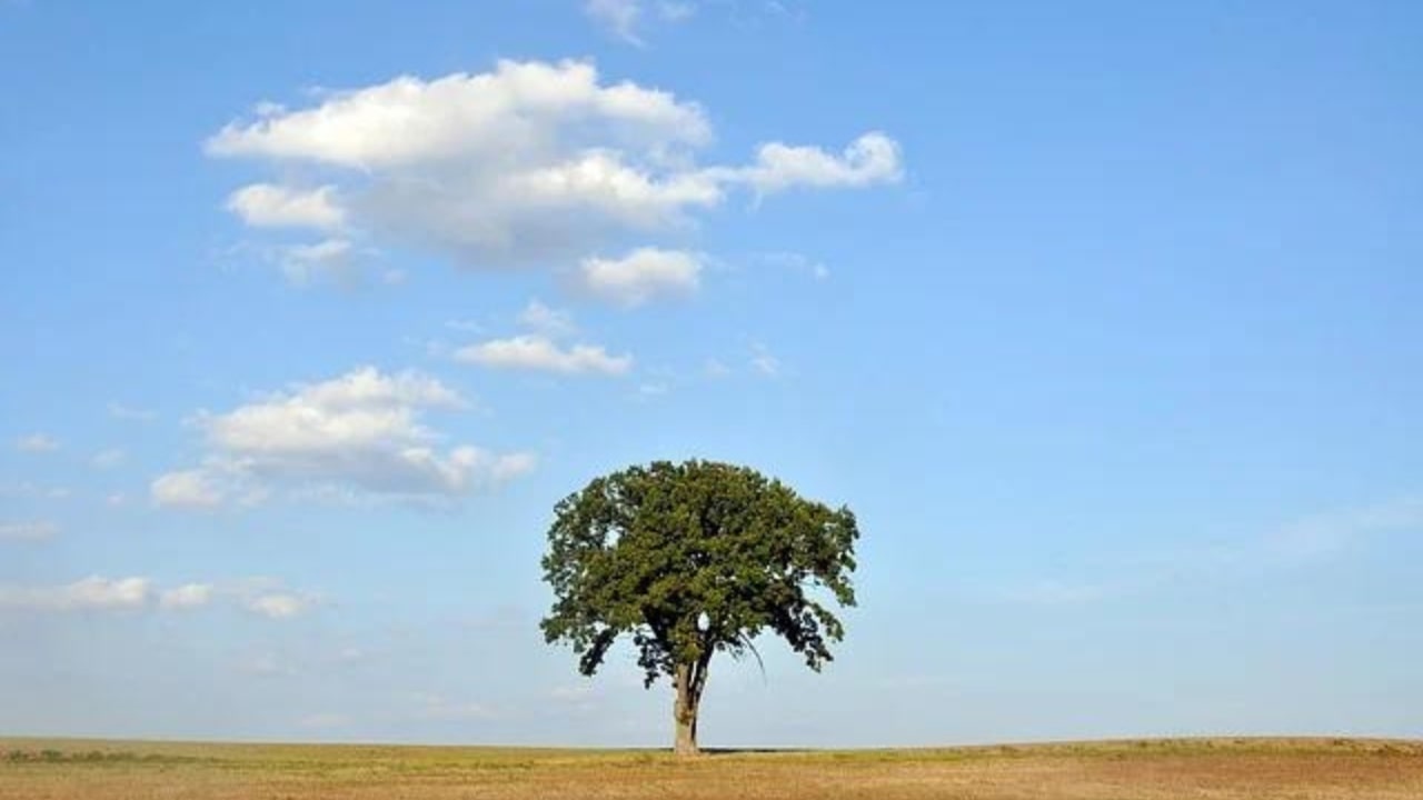 La quercia e le sue caratteristiche