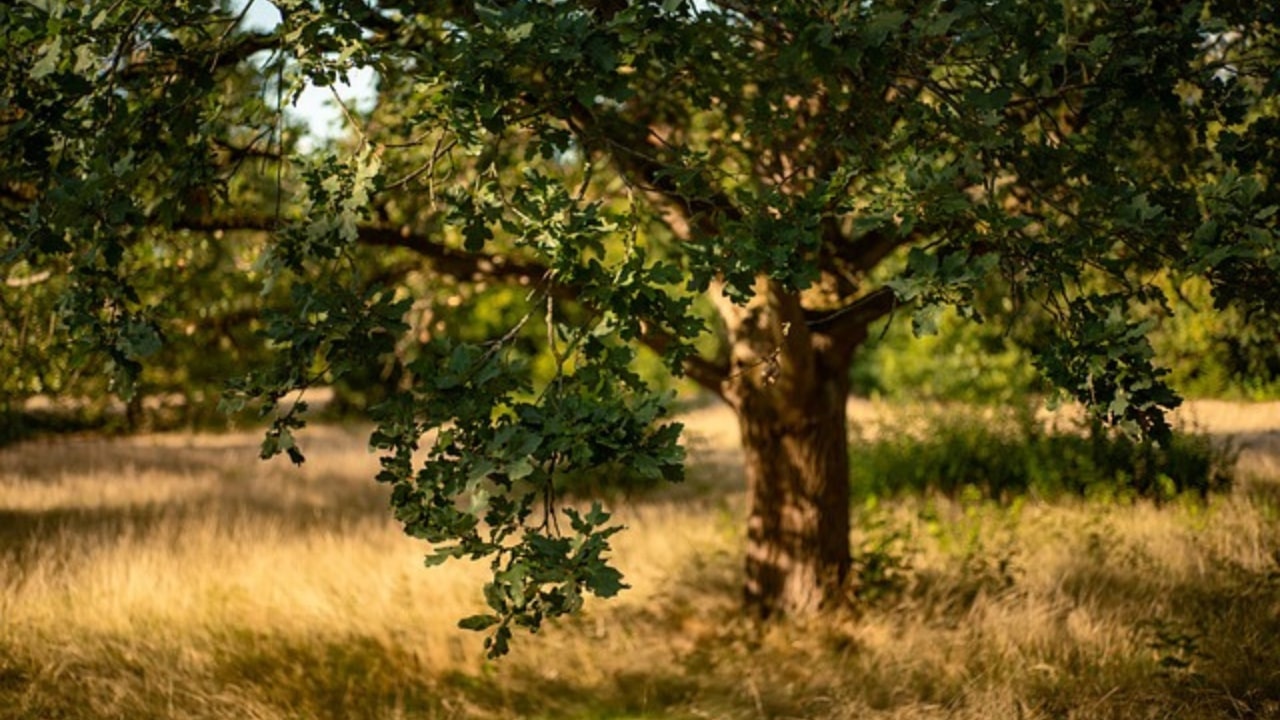 Le caratteristiche principali della quercia