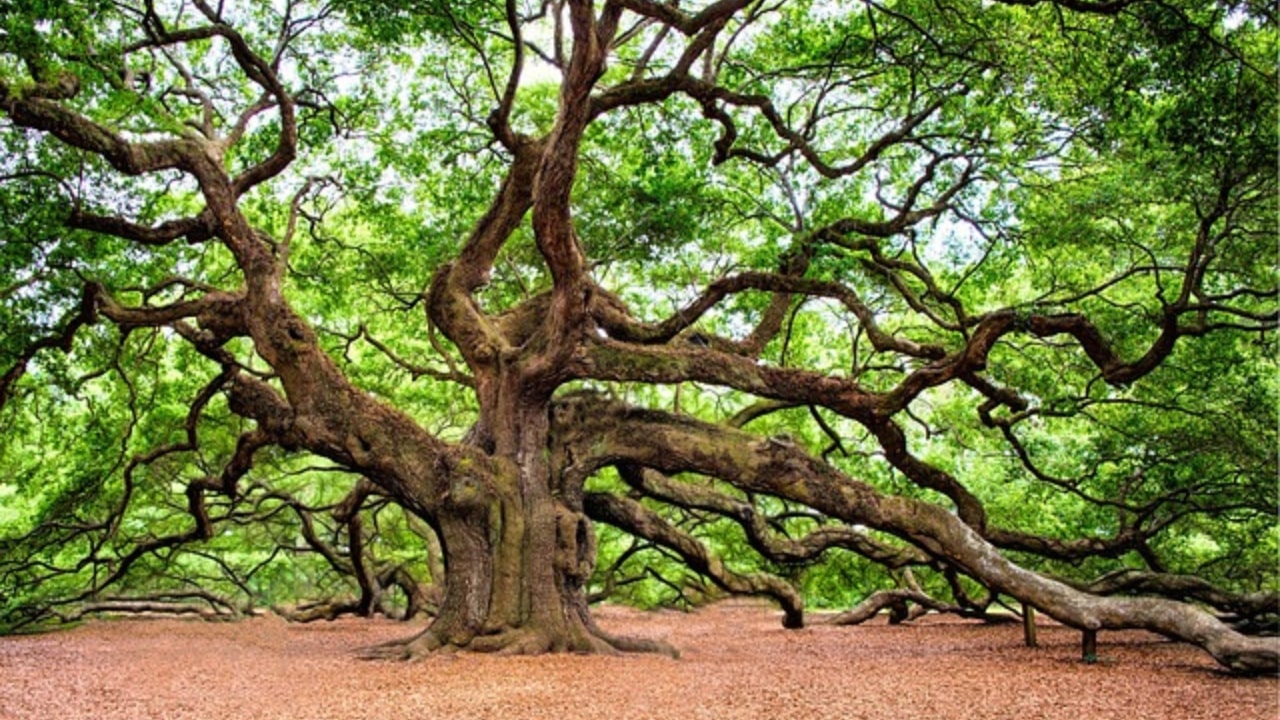 Quercia in fiore