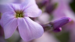 Violaciocca: trucchi e consigli per la fioritura