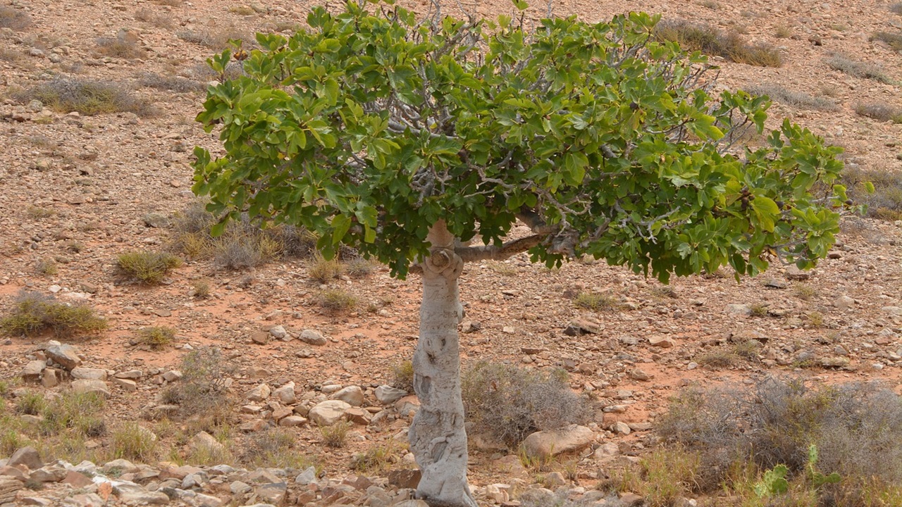 albero fichi giardino