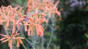 Aloe striata: come curare e coltivare questa pianta grassa