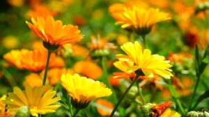 10 piante che fungono da repellenti naturale per gli insetti