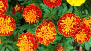 Perché piantare le calendule francesi in giardino: il motivo lo conoscono pochi