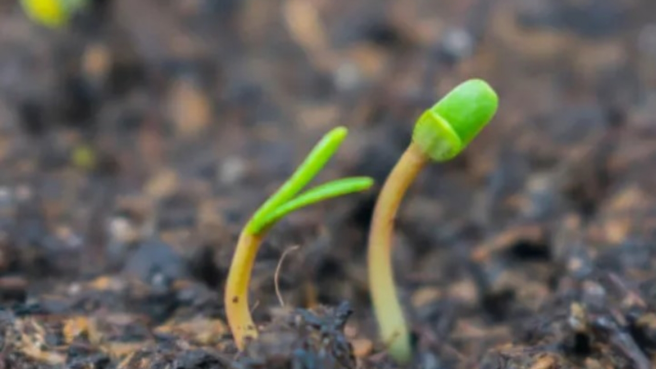 calendule sbocciate