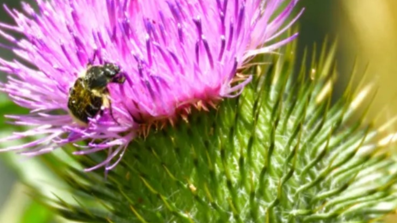 fiore del cardo