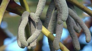 Cecropia peltata, la pianta dall’inquietante frutto a forma di dita pendule