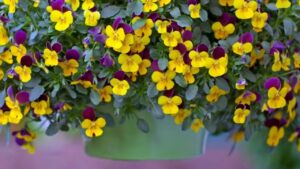 Concimare i cesti appesi: 2 segreti per far fiorire le piante