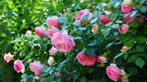 Quando e come concimare le rose (e il miglior fertilizzante per una fioritura eccezionale)