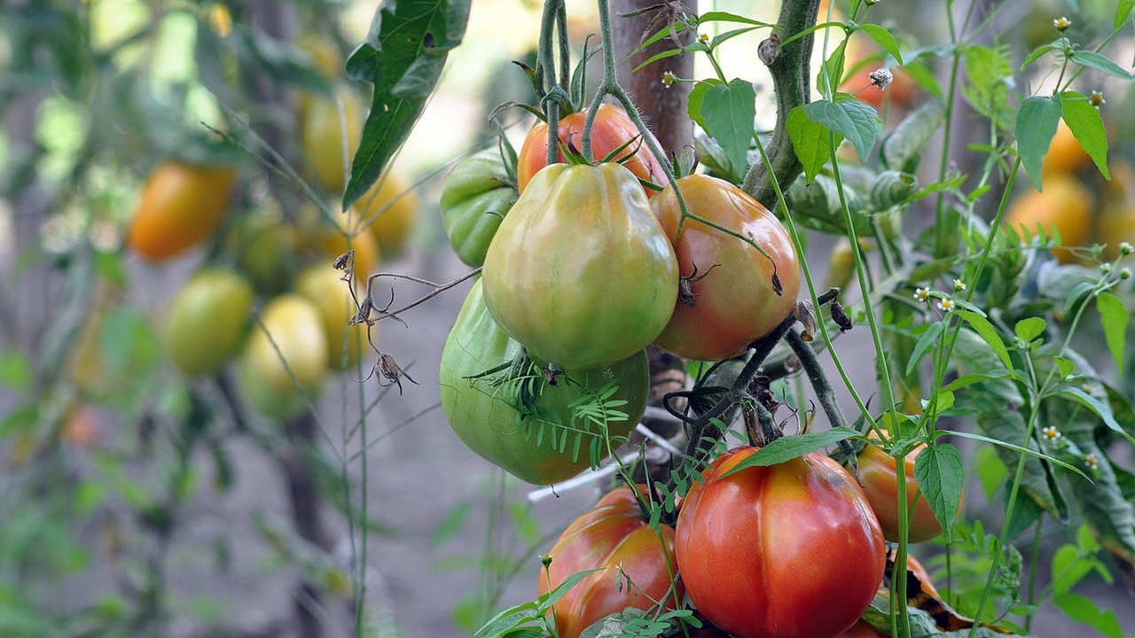 crescita pomodori