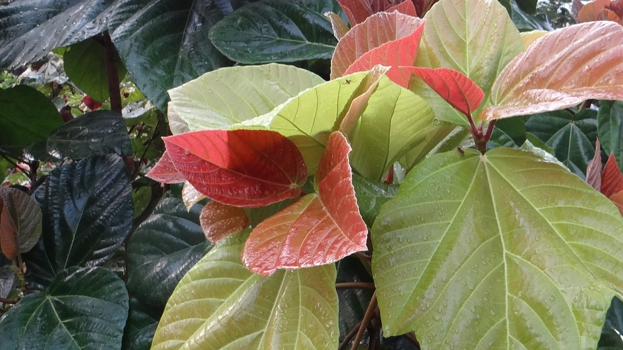 ficus auricolata