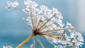 Allarme freddo e gelate primaverili, come proteggere le piante?