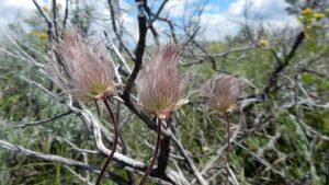 Geum triflorum, una pianta curiosa chiamata anche fumo della prateria