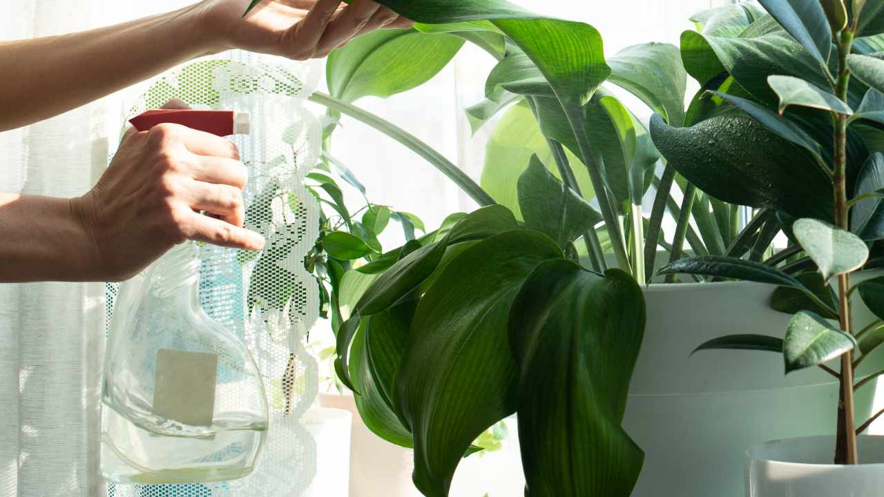 irrigare piante vaso