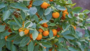 Il segreto per coltivare i mandarini in casa