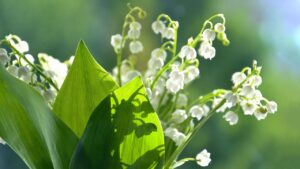 Lo sapevate che il mughetto è il fiore simbolo del 1 maggio? Vi spieghiamo perché è stato scelto