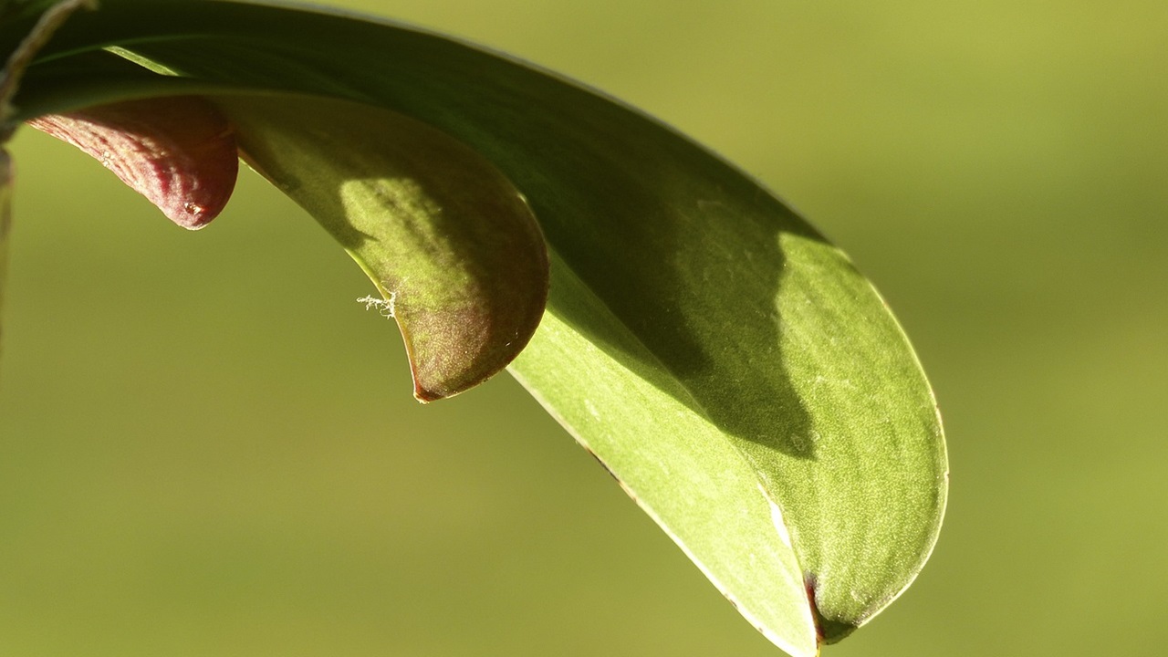 orchidea foglie
