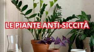 Le chiamano piante anti-siccità, perché puoi anche dimenticare di annaffiarle: vi sveliamo quali sono