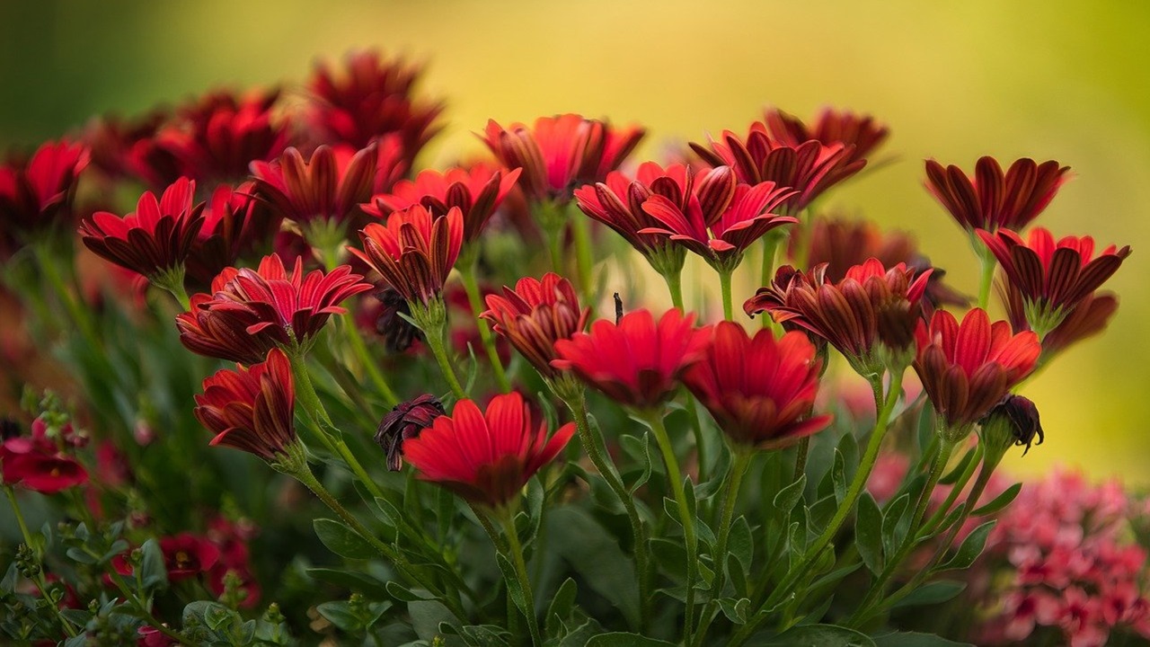 piante aria pulita, gerbera