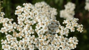 Le 10 piante nemiche delle erbacce per il tuo giardino: pochi le conoscono