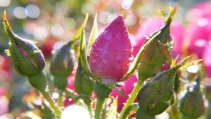 5 consigli per prendersi cura delle rose in primavera