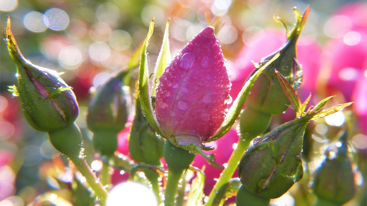 rose primavera