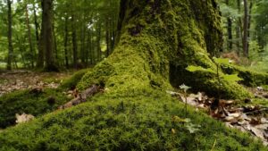 Sottobosco: caratteristiche e luoghi dove si forma