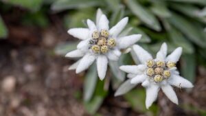 Stella alpina: trucchi e segreti per coltivare in casa l’Edelweiss