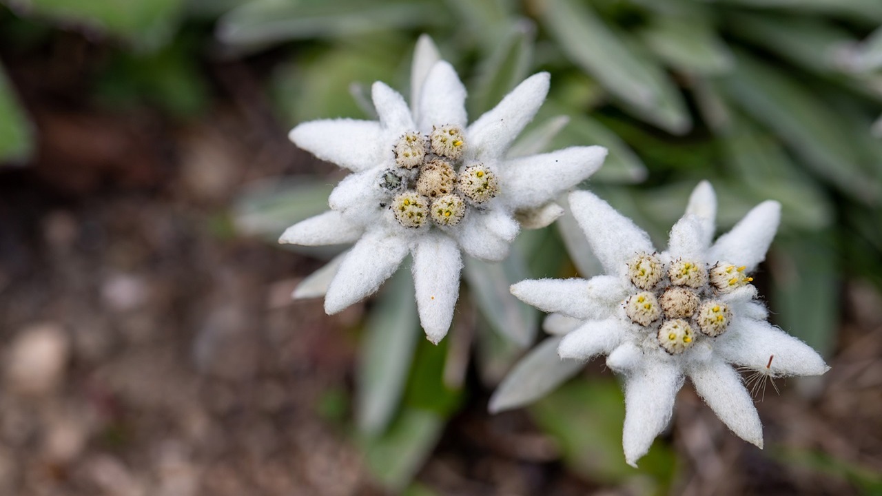 stella alpina