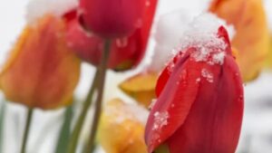 Come piantare i tulipani in primavera e farli fiorire anche quest’anno!