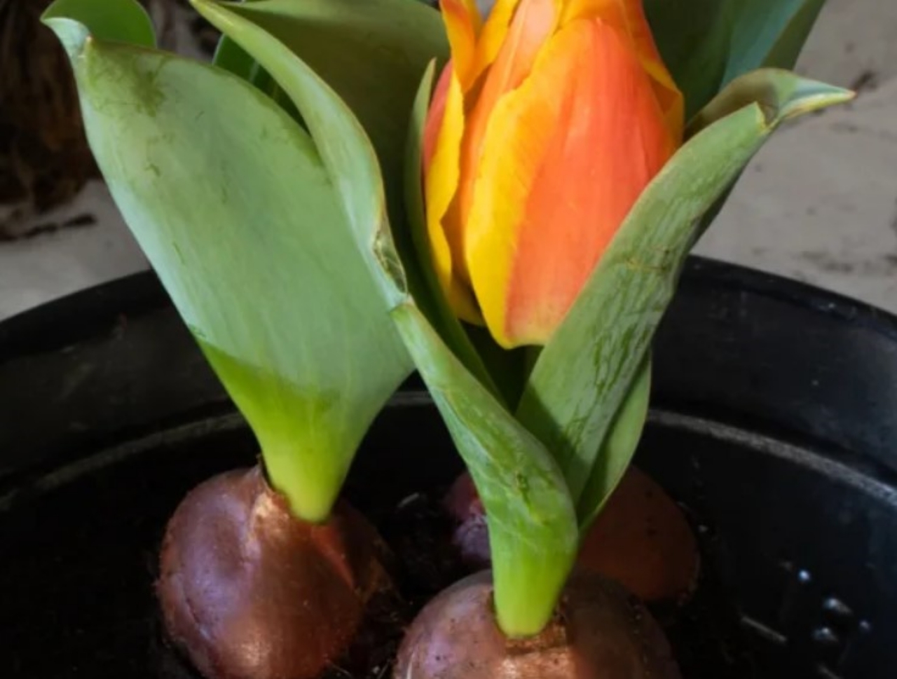 tulipani sbocciati