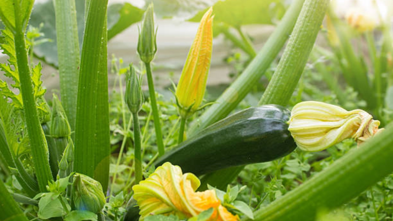 pianta di zucchine