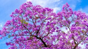 Jacaranda: l’albero fiorito dalle proprietà medicinali