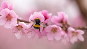 Fiori di pesco: significato, storia e coltivazione dei primi emblemi della Primavera