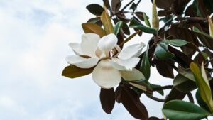 Magnolia, la varietà perfetta per il tuo giardino. Molte persone non lo sanno e sbagliano