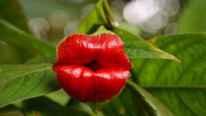 Psychotria elata, tutto quello che volevate sapere sulla pianta “del bacio”